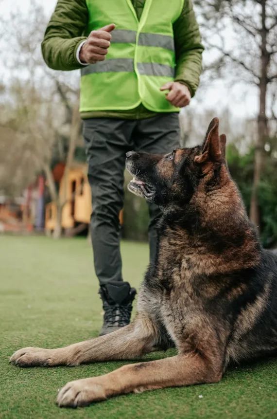 curso adiestrador de perros