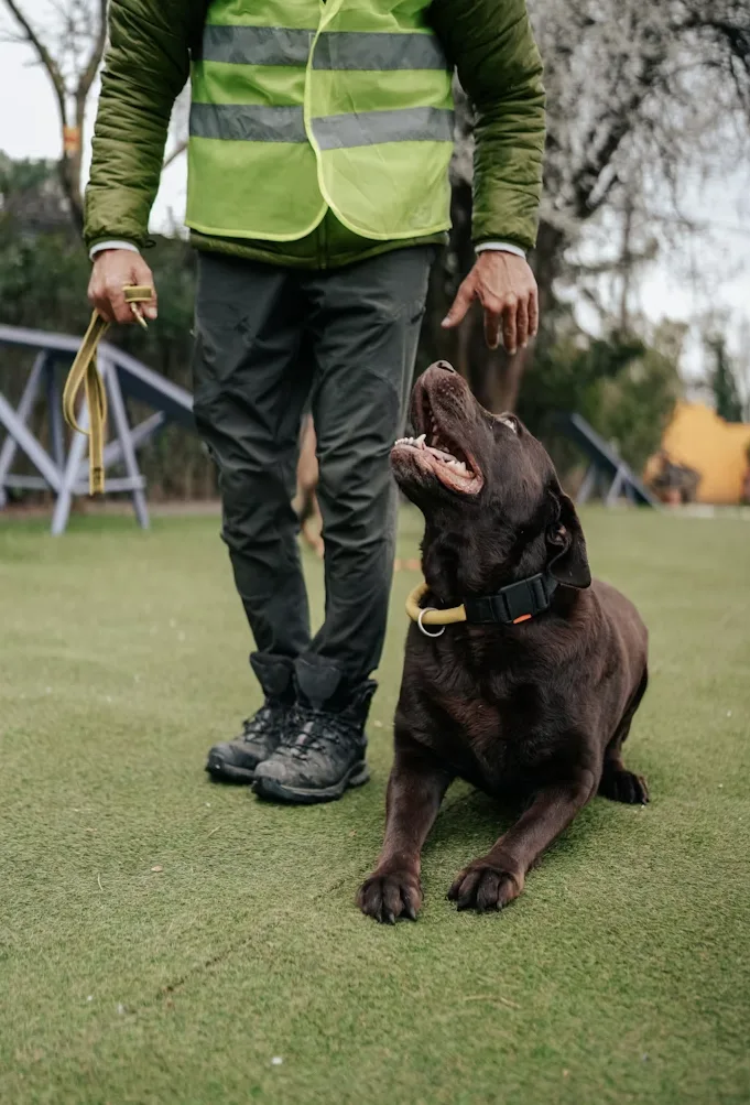 Curso de Adiestramiento Canino
